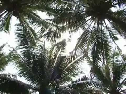 Du lịch xứ dừa - Tổng quan du lịch Bến Tre -  Overview of Ben Tre tourism