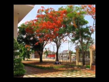 Long Xuyen 2010-Xuan 2011